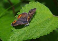 仲夏　ベニシジミ