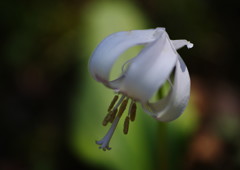 春を探して　シロバナカタクリ　Ⅲ