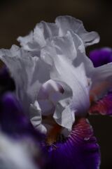 ジャマンアイリス