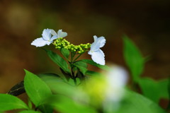 春の息吹　紫陽花