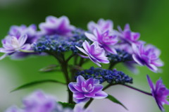 アジサイ祭り　Ⅶ