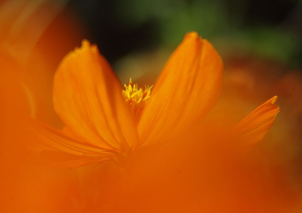 キバナコスモス