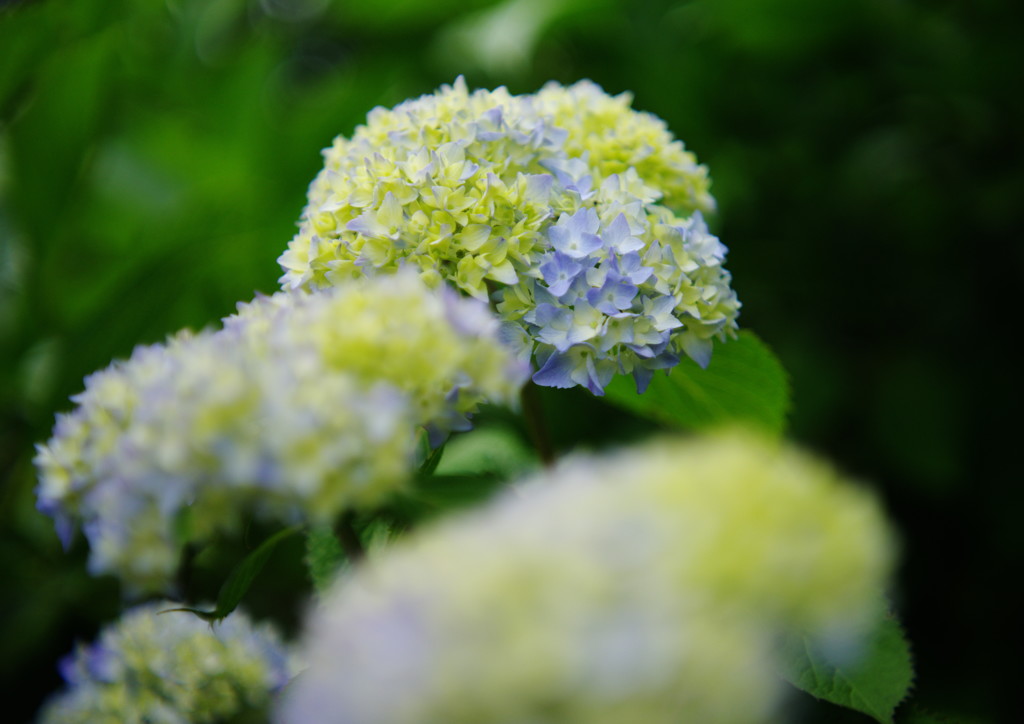 立夏　紫陽花　Ⅱ