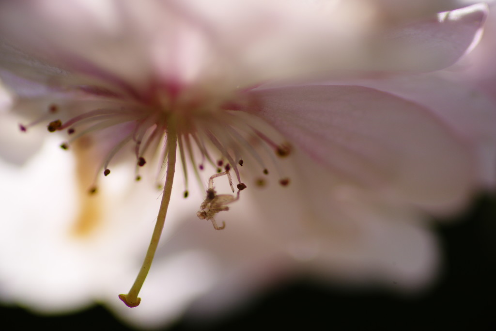 春を探して　桜　Ⅱ