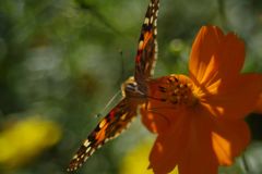 寒露　ツマグロヒョウモン