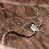 野鳥を探して　シジュウカラ