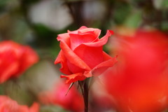 春の息吹　薔薇