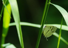 花と虫達　オナガシジミ？