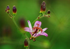 秋を探して　ホトトギス　Ⅱ