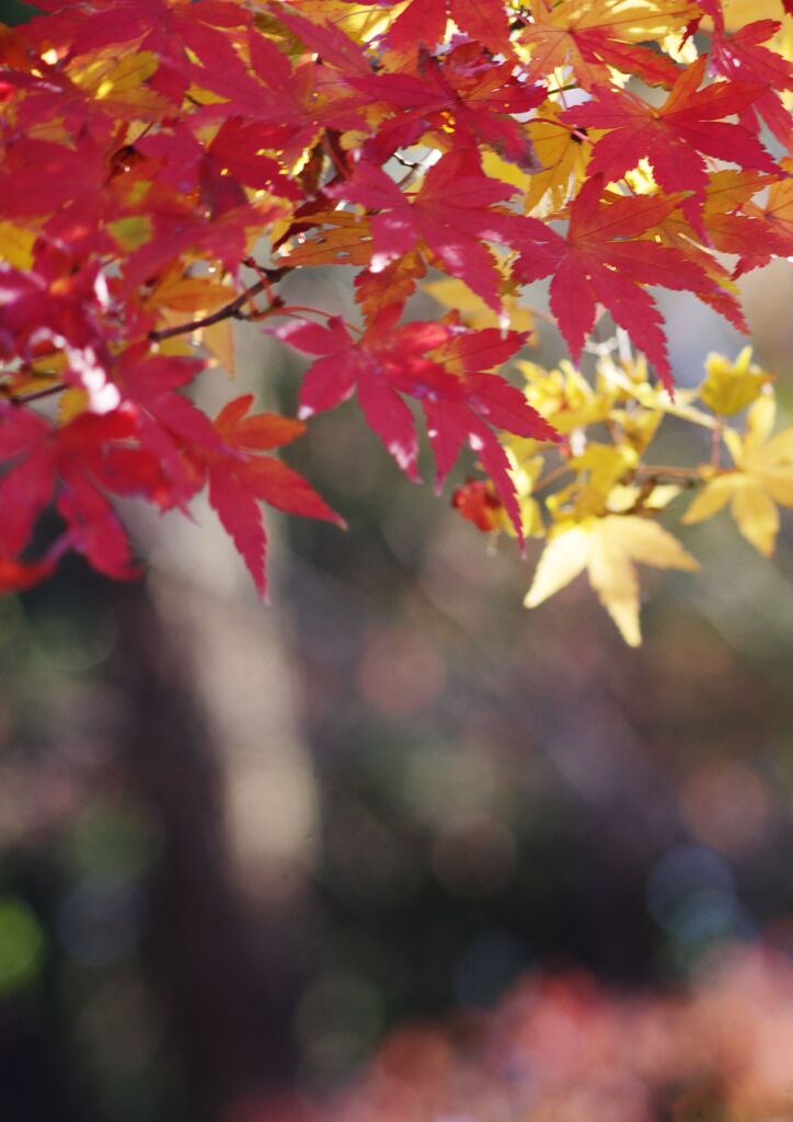 万物寒　紅葉