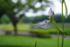 季夏　サギソウ