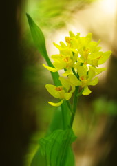 春の息吹　キンラン