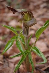 春光　マムシグサ　Ⅱ