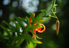 晩夏　オニユリ