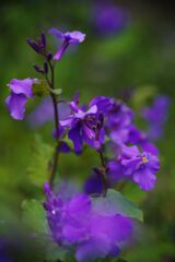 仲春　ハナダイコン