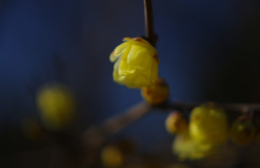 OLD LENS  蝋梅　Ⅱ