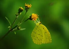 白露　キチョウ