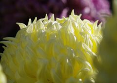 菊花展にて　Ⅱ