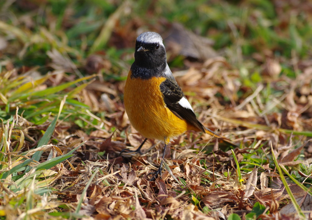 野鳥を探して　ジョウビタキ　Ⅱ