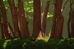 蝉鳴く　ヒメシャラの盆栽