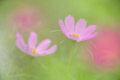 晩夏　コスモス　Ⅱ