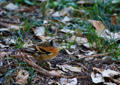 野鳥を探して　アトリ
