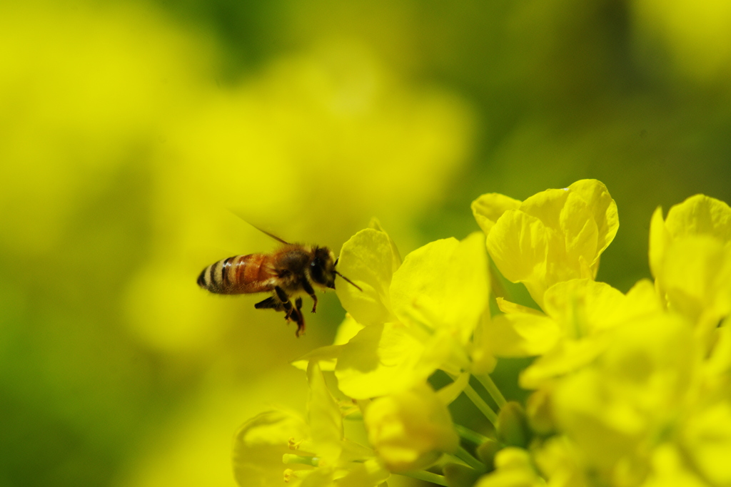 蜜蜂