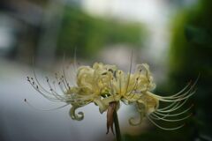 万来　曼珠沙華