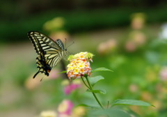 虫達を追って　アゲハチョウ　Ⅳ