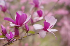 春暖　木蓮