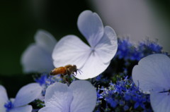 虫達を追って　ミツバチ