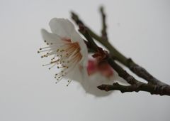 春光　白梅
