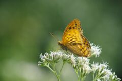 秋思　タテハチョウ　Ⅱ