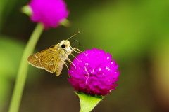 虫達を追って　セセリチョウ