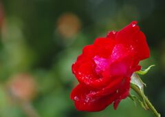 行秋　薔薇　Ⅱ