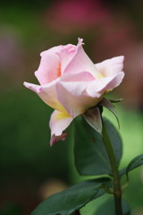 春色　薔薇　Ⅲ