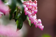 春を探して　アセビ　Ⅱ