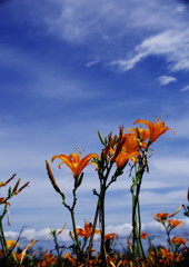 初秋　ハマカンゾウ