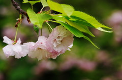 春爛漫　八重桜