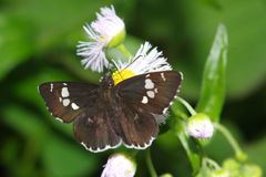 初夏　ダイミョウセセリ