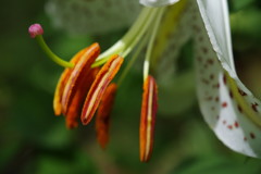 路傍　ユリ　Ⅱ