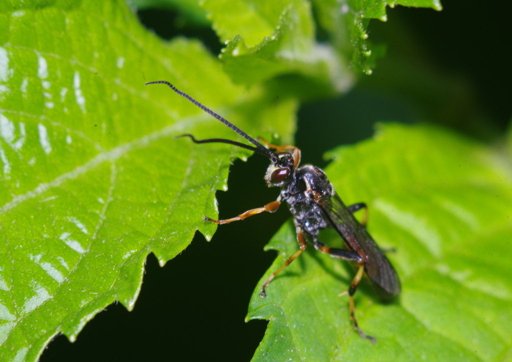 仲夏　ベッコウバチ？