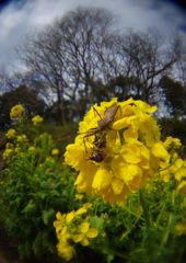 春光　ミツバチとサシガメ　Ⅴ