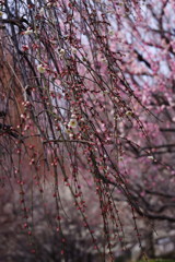 OLDLENS  枝垂れ梅　Ⅱ