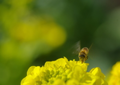 菜の花・蜜蜂