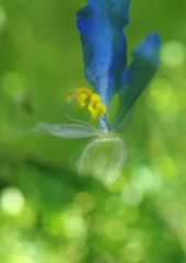 路傍　ツユクサ