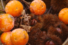 OLD LENS  秋の味覚