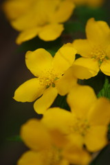 春暖　ヤマブキ