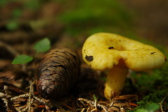 秋を探して　キノコ