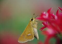 季夏　セセリチョウ　Ⅱ
